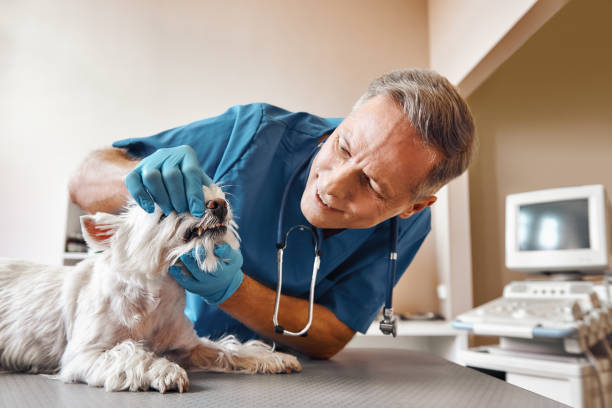 Best Emergency Denture Repair in Hamilton, AL